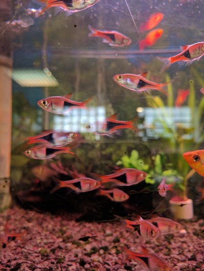 pet-store
