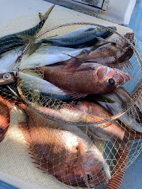 荒神丸（和歌山 加太）