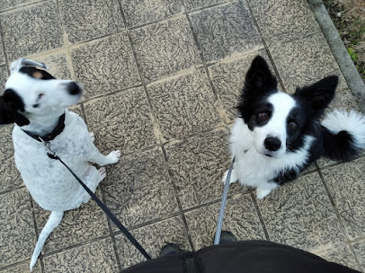 valecan educación canina