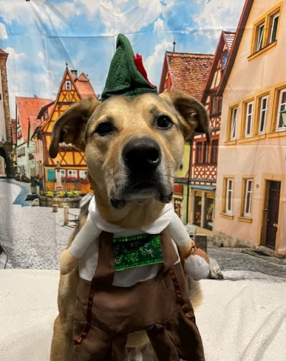 Dogtopia of Montgomery - Thumbnail