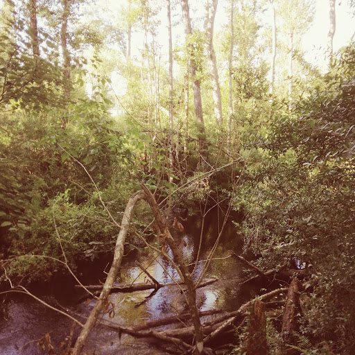 Florida Trail Sam Atkins Park Trailhead - Thumbnail