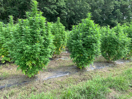 BC Organics - Thumbnail