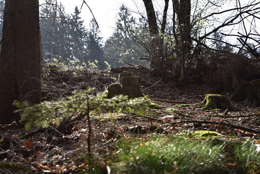 Homert - Glinsenbecke Nature Park - Thumbnail
