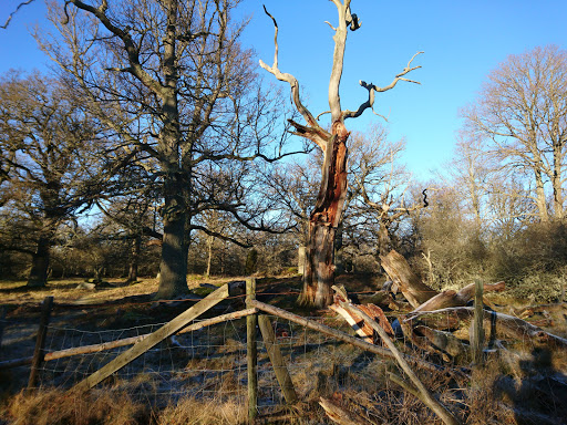 Ekebackens Naturreservat Gallery - Sweden