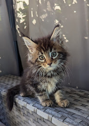 Photo n°17 de Chatterie des Lounix à La Chapelle-du-Bard (Éleveur)