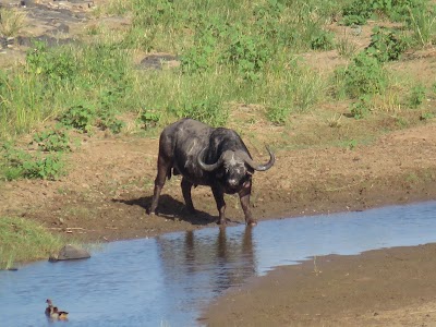 Photos of Tootabi Valley Safaris
