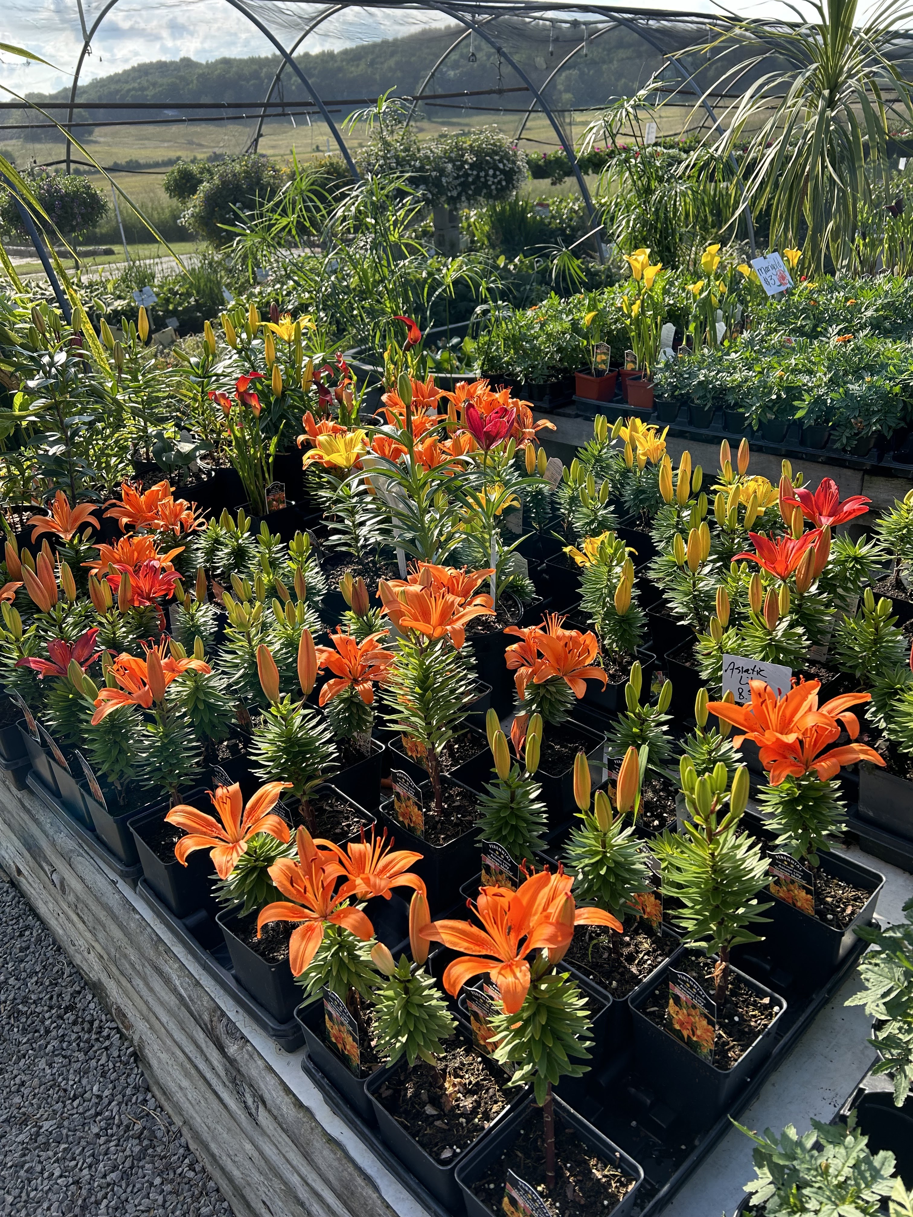 Clarks Landing Nursery & Ponds Plus