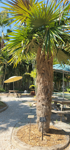 Palm Garden - Visual