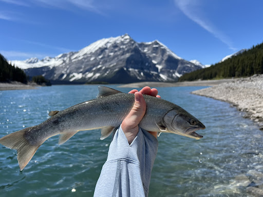 Banff Fly Fishing ( Guided Fly Fishing Trips ) Blue Wing Adventures Gallery - Canada