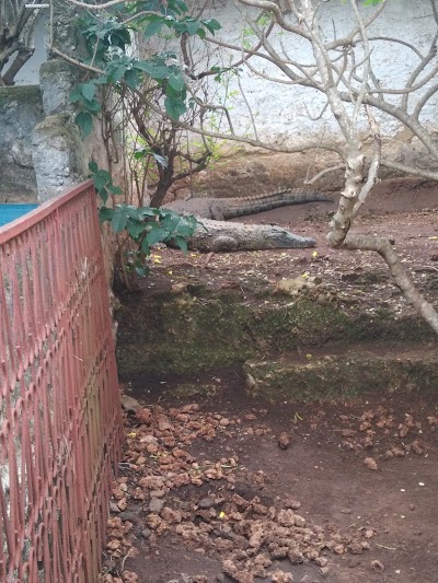 Photos of African Snake Park