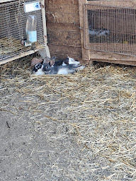 Photo n°25 de La ferme de Maily à Boudes (Ferme pédagogique)