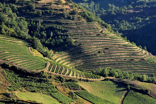 Les Vignerons du Vallon - AOC Marcillac - Thumbnail
