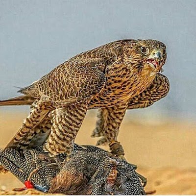 Photos of نیروگاه حرارتی قم