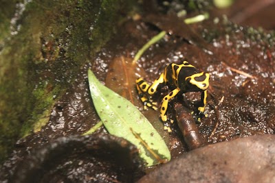 Discovery Center and Herpetarium