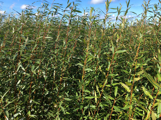 Mull Willow - Visual