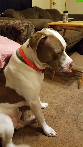 Knowles Animal Hospital