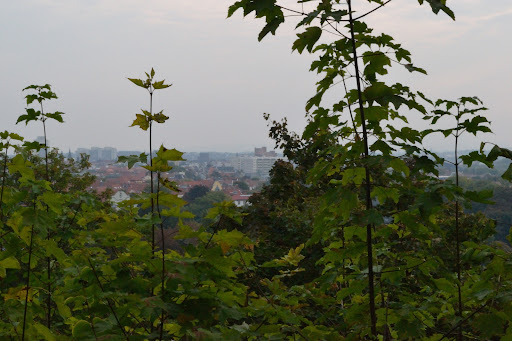 Buchenwaldblick - Thumbnail