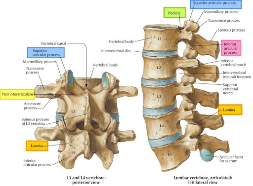 LUMBER DISC HERNIATION  post image