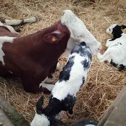 Photo n°6 de GAEC LECLERE à Soumaintrain (Supermarché)