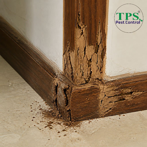 Worried about hidden termite damage in your home or shop? TPS Pest Control in Sabzi Mandi Old, De… post image