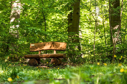 FriedWald Elm - Thumbnail