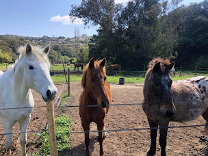 Photo n°2 de Centre équestre de Porticcio - Centru equestru di Purtichju à Grosseto-Prugna (Club d'équitation)