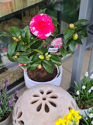 Photo n°42 de A fleur de pot à Melle (Fleuriste)