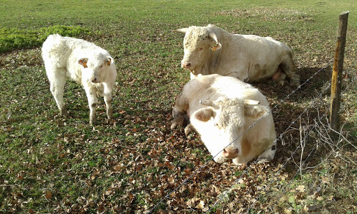 Photo 3 - Sainte-Agathe-la-Bouteresse