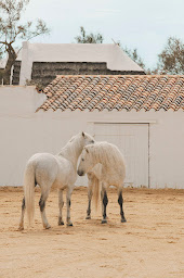 Photo n°15 de Les Ecuries de l'Auberge cavalière à Saintes-Maries-de-la-Mer (Service de promenades en calèche)