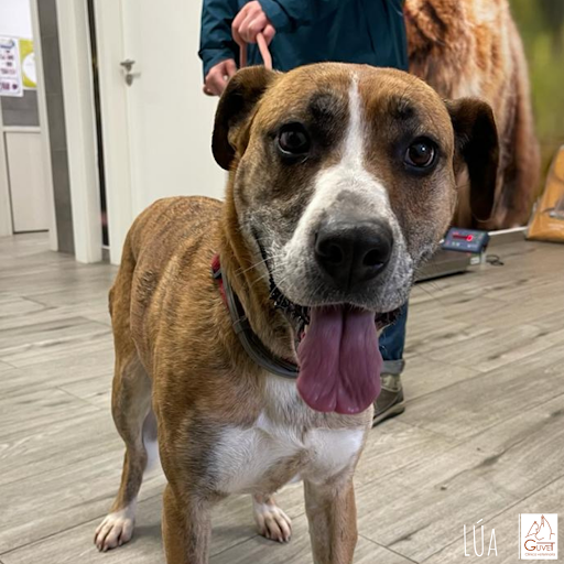 Clínica Veterinaria Guvet