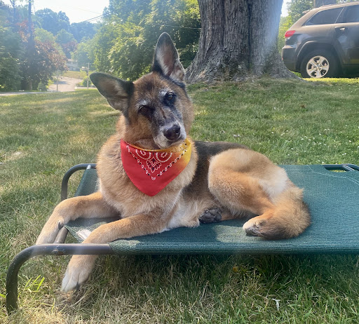 Aussie Pet Mobile of Central & Northern Westchester - Thumbnail