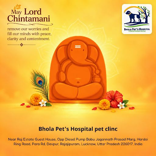 Bhola Pet's Hospital, your trusted pet clinic near you, offers expert veterinary care and groomin… post image