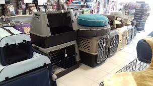 Photo n°29 de CELTIC DOG SHOW à Pontivy (Ostéopathe)