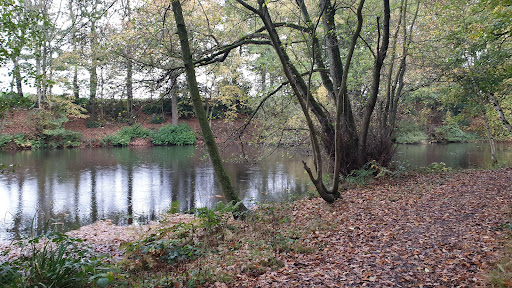 Springpool Wood - Visual