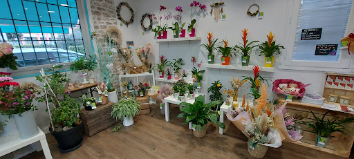 Amaryllis Pompignan 82 Gallery - France