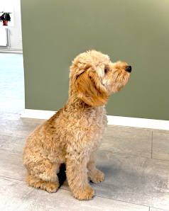 Bild: Hundefriseur | Hundesalon Chic an der Leine Vom Inhaber