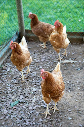 Photo n°82 de Combas Village de Gîtes à Saint-Crépin-et-Carlucet (Lodge)