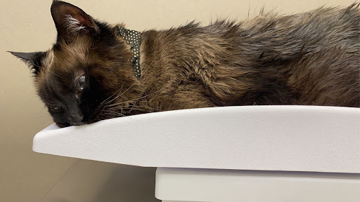 East Tennessee Veterinary Hospital @ Gray - Thumbnail
