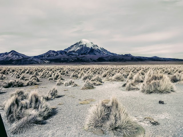 Sajama National Park and Natural Integrated Management Area