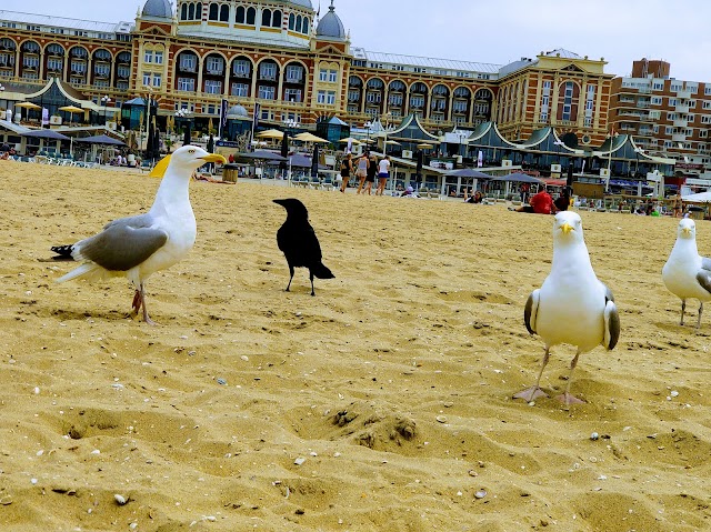 Scheveningen Beach