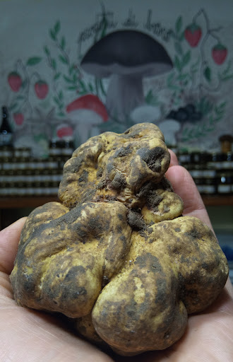 Prodotti Di Bosco Funghi e Tartufi Cantalupo - Thumbnail