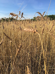 Photo n°9 de Boulangerie Les Pains à la Ferme à Vendeuvre-sur-Barse (Boulangerie)