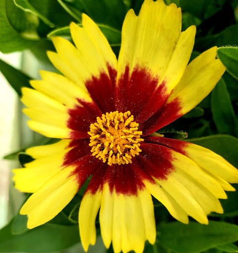 Greenbrier Nurseries Inc. - Thumbnail