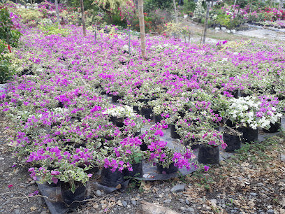 Jardin Vivero Buganvilla