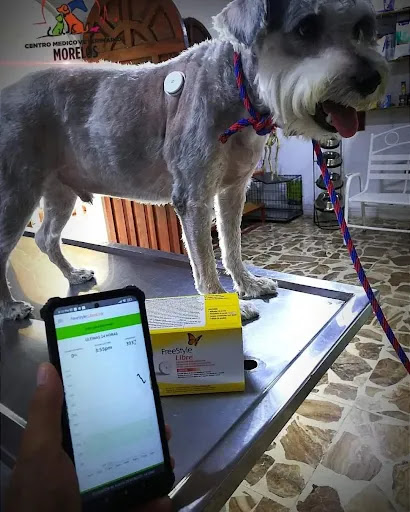 centro medico veterinario morelos