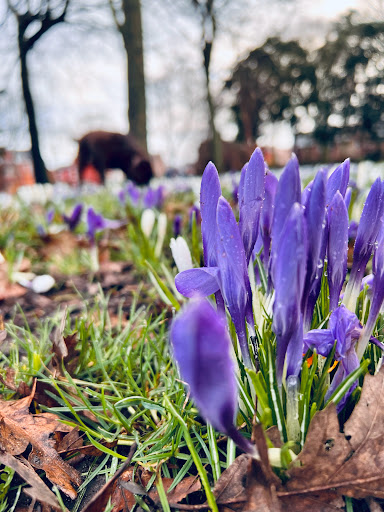 Earlston Gardens - Thumbnail