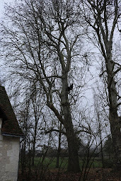 Photo n°10 de FROMENTIN SYLVAIN à Sainte-Maure-de-Touraine (Service d'élagage)