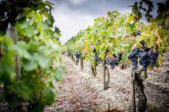 Château Cordeillan-Bages by null