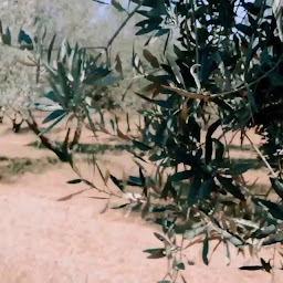 Photo n°107 de Café Léoube à Bormes-les-Mimosas (Restaurant français)