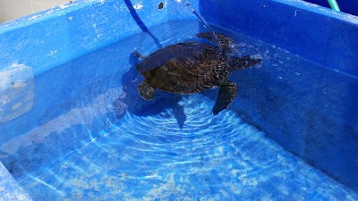 Photos of Sea Turtle Rescue Center - Nature & Parks Authority of Israel